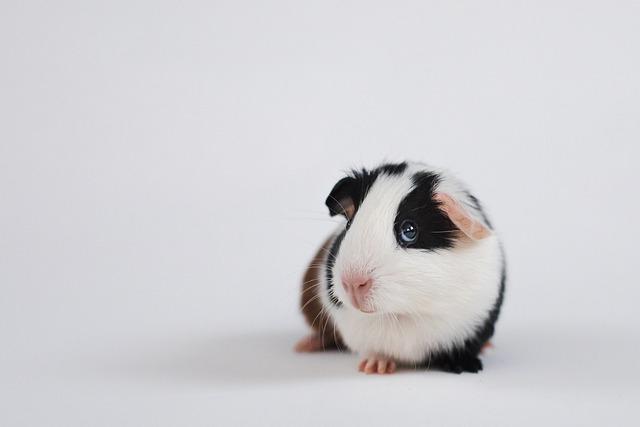 GUINEA PIGS